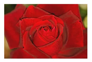 L'angolo del fiore